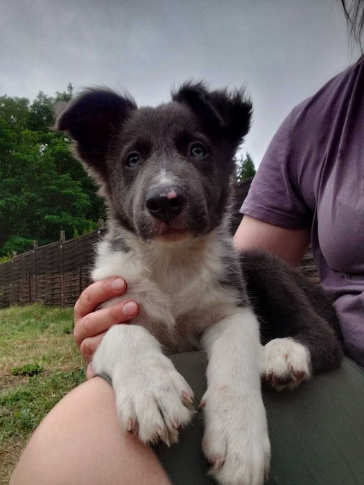 Border collie piesek blue