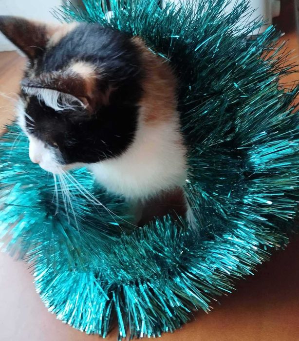 Отдается кошечка в хорошую семью