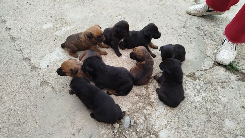 Dou cães  com 1 mês