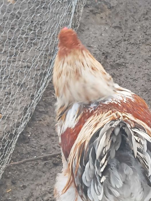 Galo Brahma Splash Disponível para venda ou troca