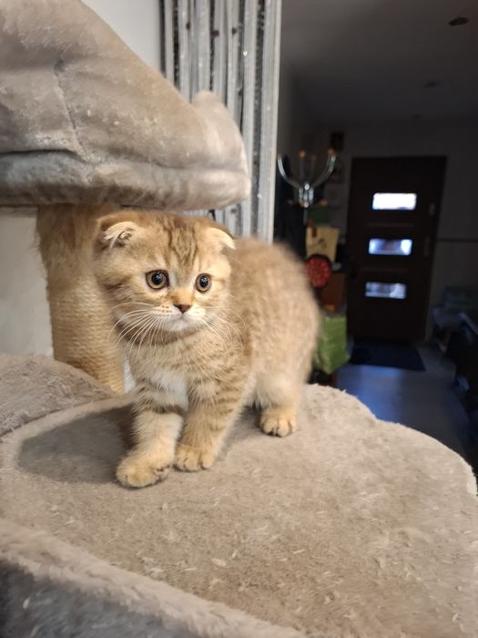 Szkocki Zwisłouchy Krótkowłosy