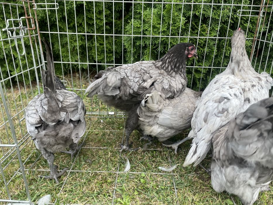 Australorp, australorpy 2026