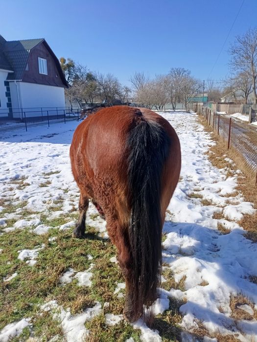 Продам кобилу 9 років