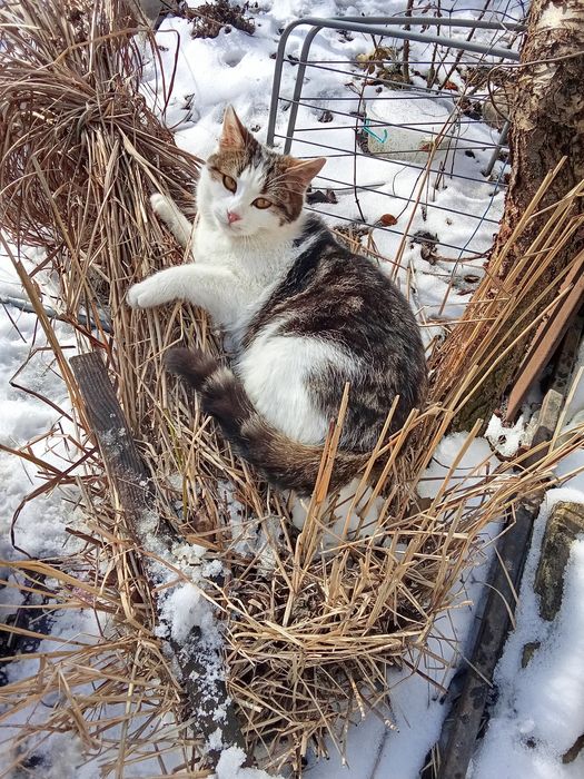 Кошечка в любящие руки от шотландской кошки