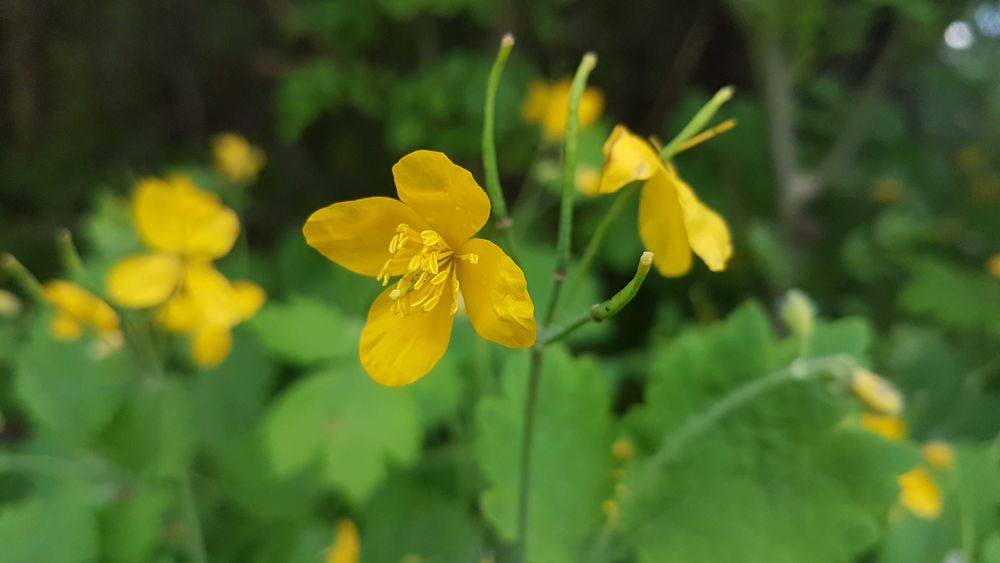 Glistnik Jaskółcze ziele suszone 100 gr