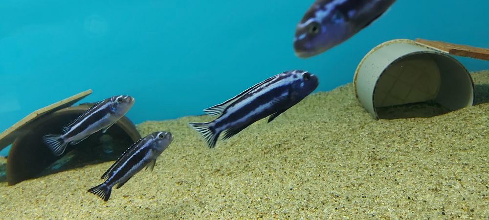 Pyszczaki Melanochromis Cyaneorhabdos Maingano Tanganika Malawi