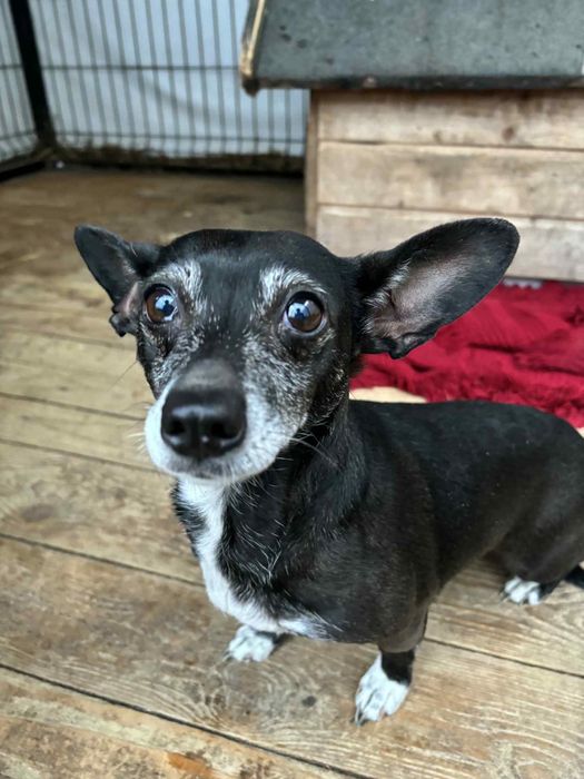 Suczka ok 2 letnia do adopcji za darmo