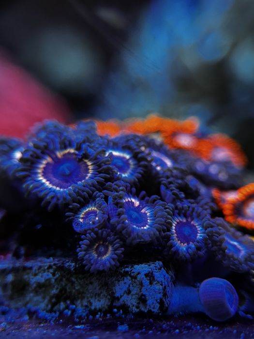 akwarium morskie Zoa/Zoanthus