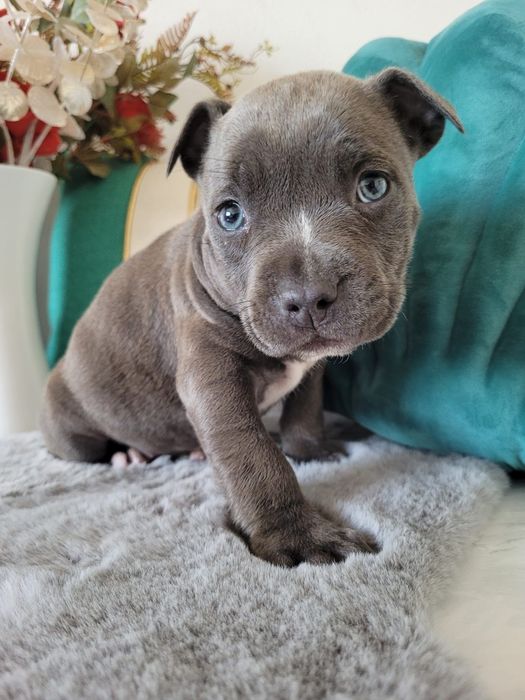 Urocza suczka Amstaff!
