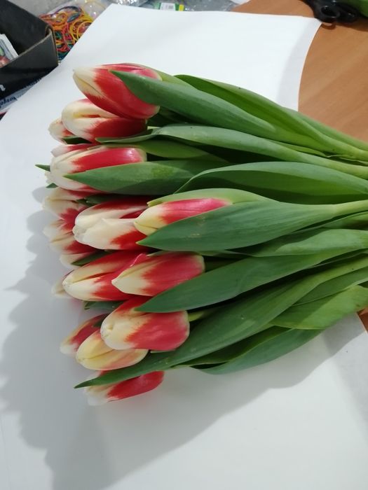 Тюльпани оптом до 8 Березня