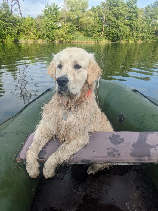 Золотистий ретривер шукає дівчинку!