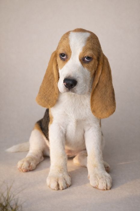 Біглята з документами кку