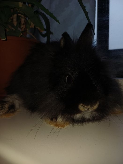 Карликовi декоративнi кролики вакцинованi