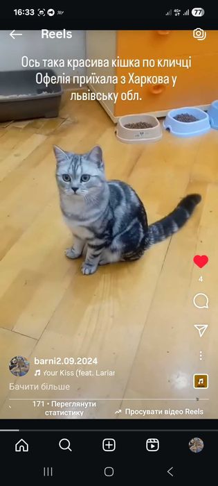 Кішка клубна шотландка прямовуха документи родовідWCF впкцинована