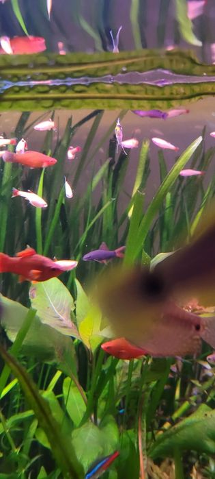 Witam sprzedam kardynałki złote