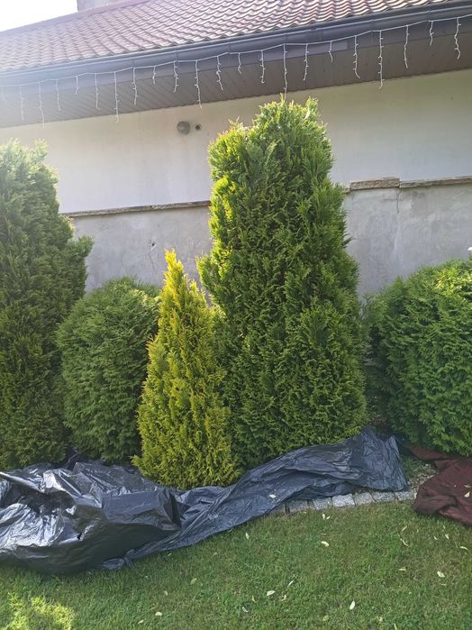 Przycinanie tuj krzewów drzew koszenie trawy