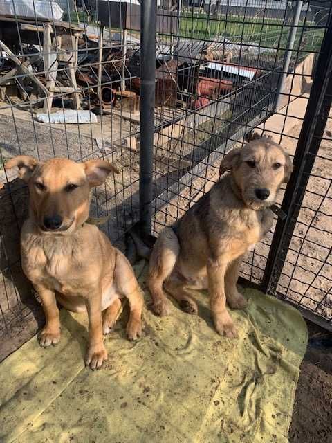 Мальчики, 1 год. Ищут доброго хозяина.