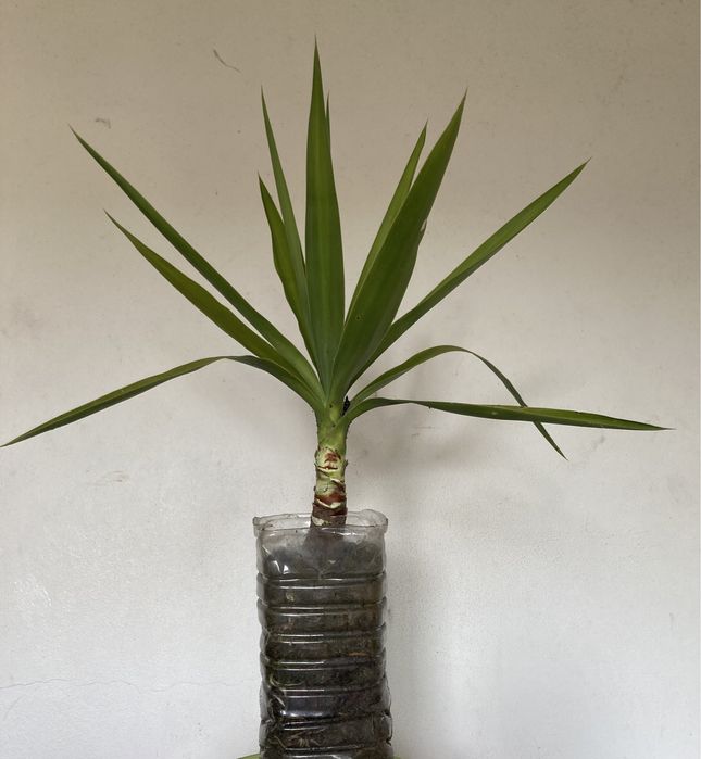 Iuca / Yuca Planta para Varanda de Apartamento