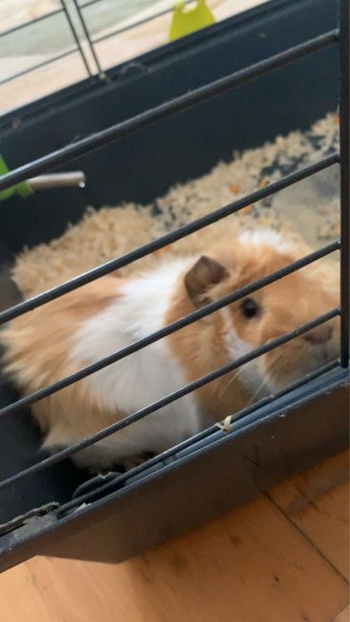 Spzedam  świnkę morską