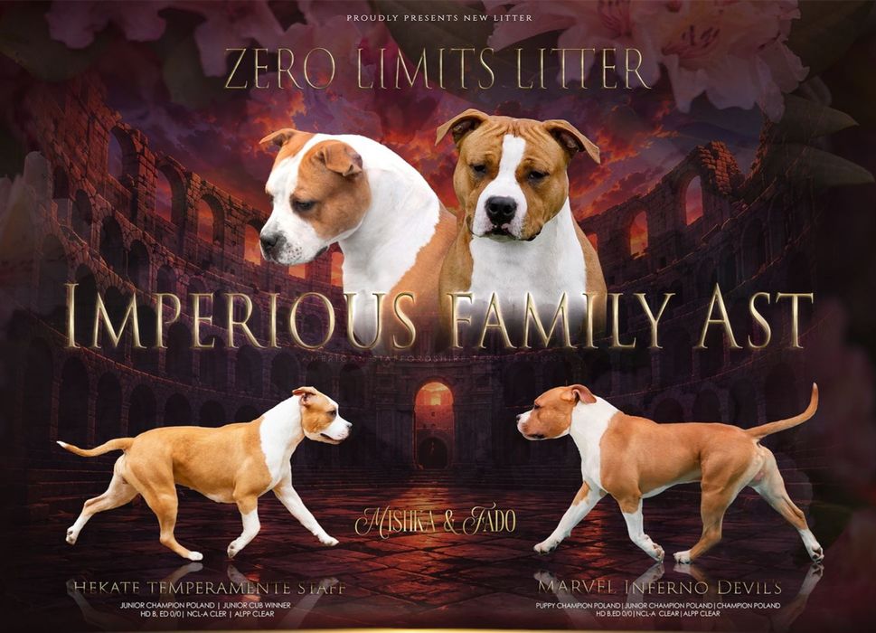 Efektowny Samiec Amstaff American Staffordshire Terrier FCI ZKwP