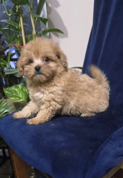 POMAPOO PIESEK Pomeranian pudel toy