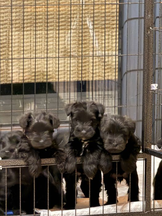 Sznaucerki miniaturowe