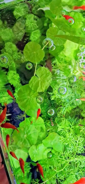 Hydrocotyle Leucocephala (Wąkrotka Białogłowa)