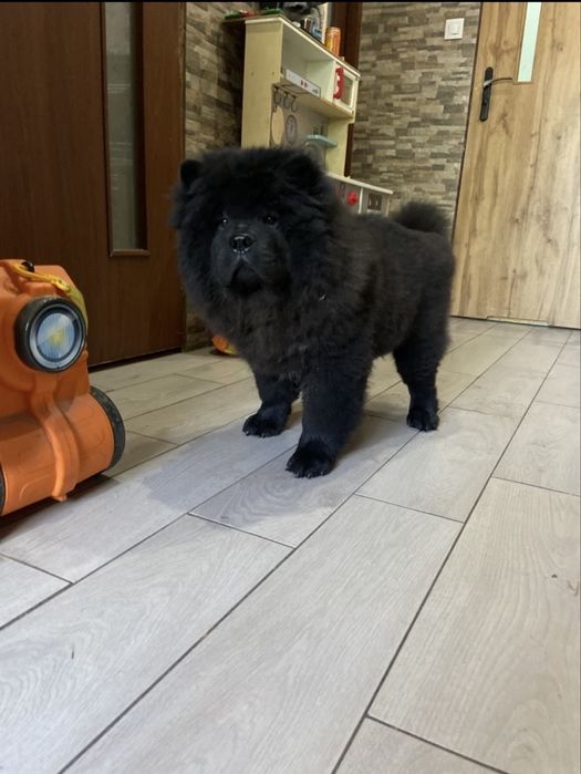 Piękny piesek chow chow
