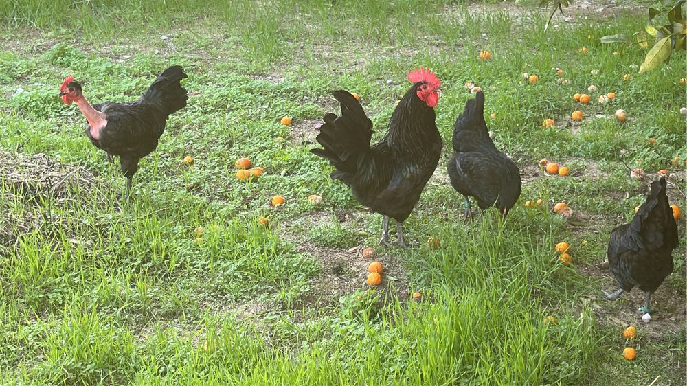 Disponíveis Ovos para incubação – Galinha Preta Lusitana