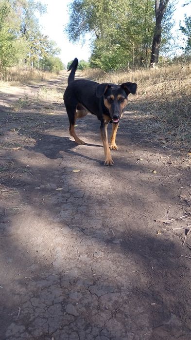 Собака девочка дворь