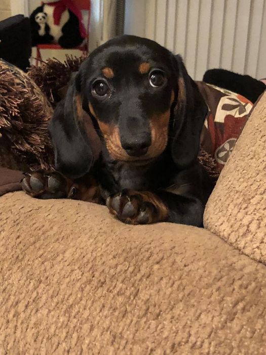 Маленька такса в пошуках великого серця