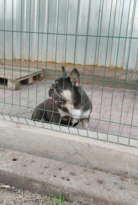 Вязка элитного мальчика