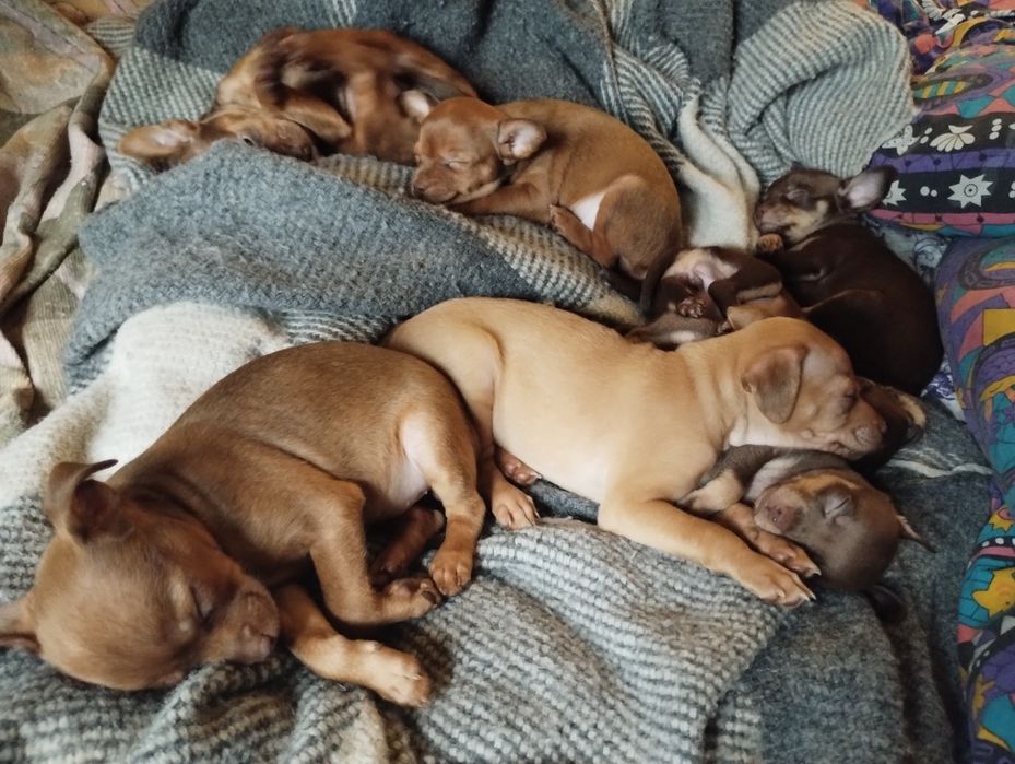 Цуценята Той-тер'єр