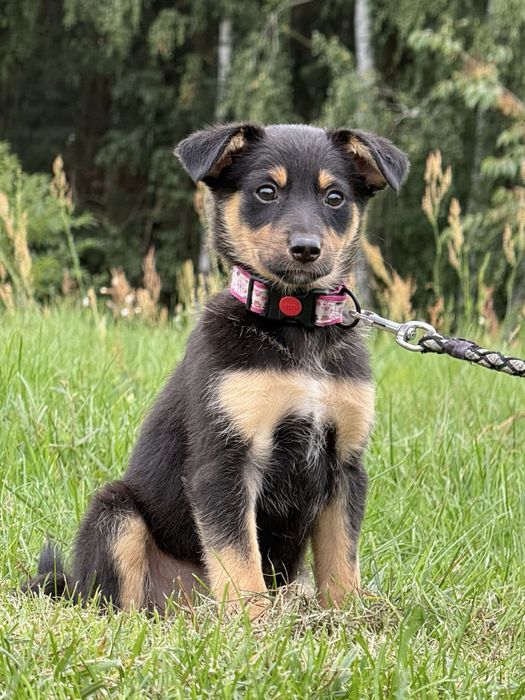 3,5 miesięczna CALINECZKA do adopcji
