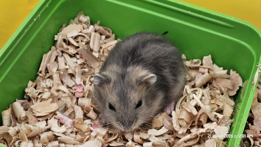 Продаж хом'ячків