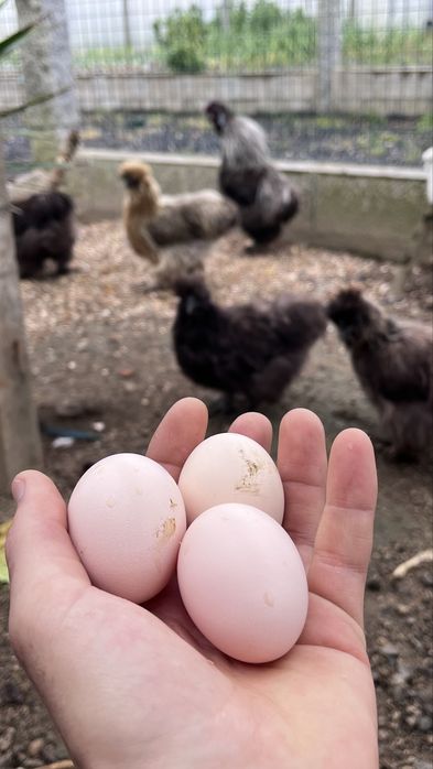 Ovos de sedosa do Japao