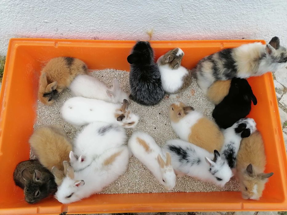 Kit Coelhos anões mini toy