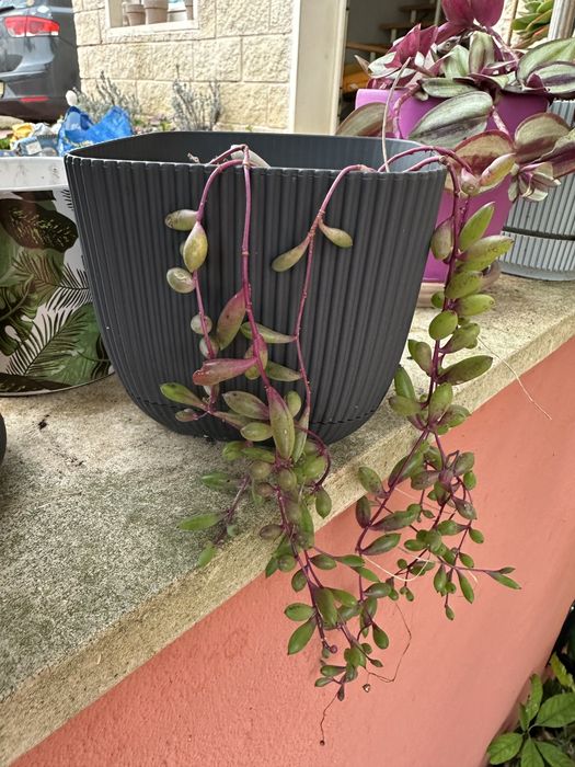 Suculentas colar de rubi