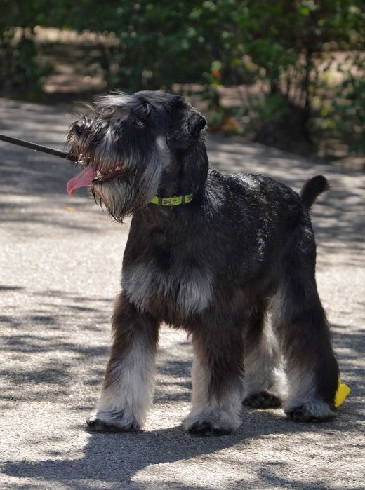 Цвергшнауцер. Чорний зі сріблом. Male .