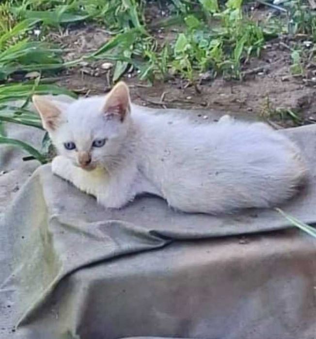 Gatinhos para adoção