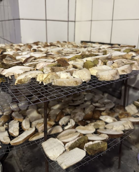 Продам Білі гриби | Зібрано 2025