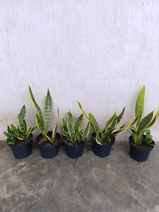 Сансевієрія, тьощин язик, кімнатні рослини
