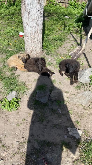 Віддаю в хороші руки собачок