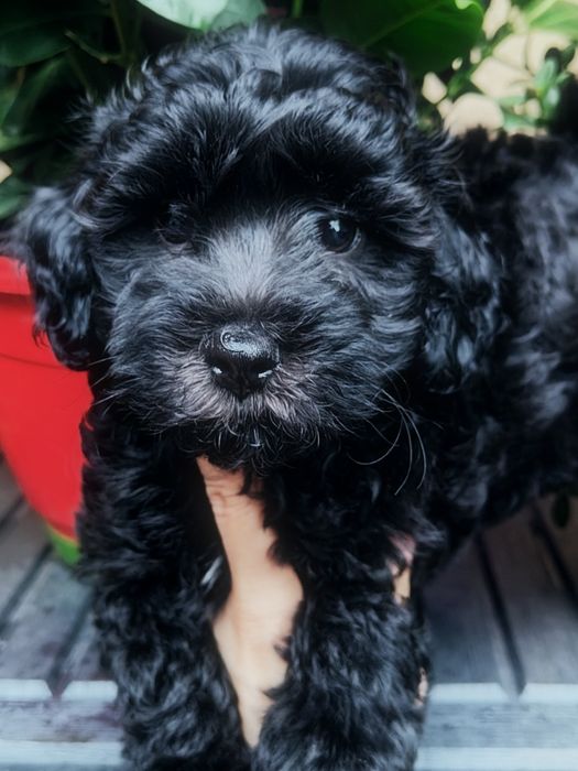 Czarna suczką Maltipoo