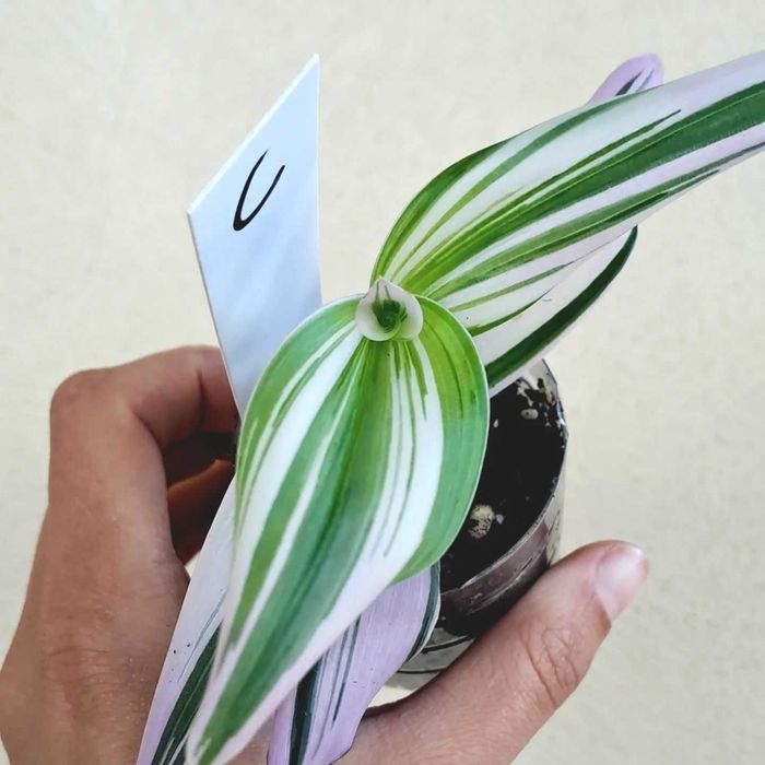 [Planta] Tradescantia albiflora 'Nanouk'