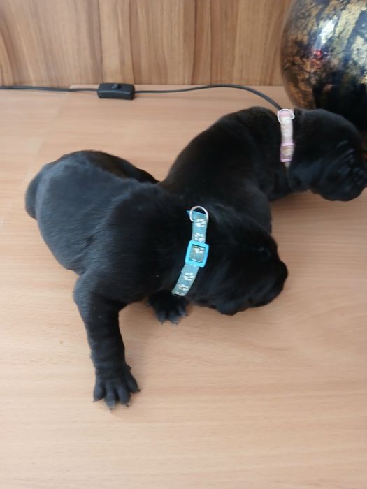 Cane Corso szczeniaki czarne z rodowodem