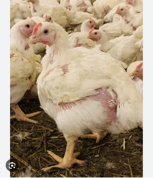 Продам підрощений бройлер