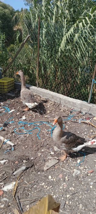 Vendo casal de patos gansos