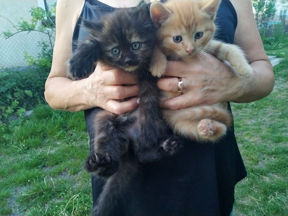 Віддам котят в добрі руки. НЕ ПИСАТИ В ОЛХ! Тільки дзвінки