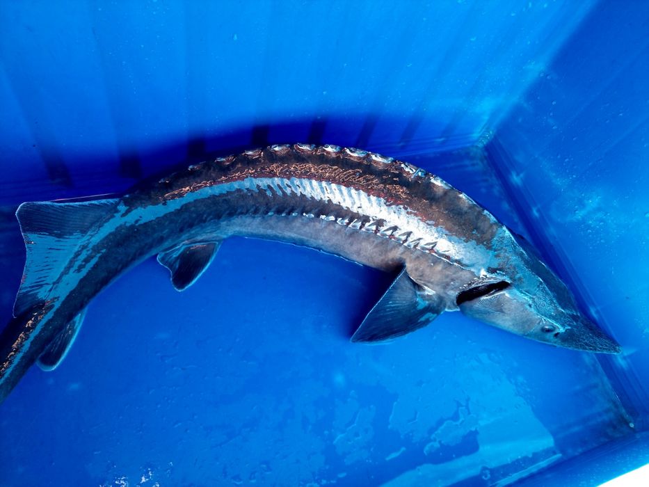 Karp, pstrąg, jesiotr, sum, amur, tołpyga,